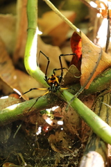 Sadocus polyacanthus