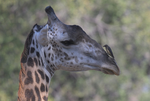 Luangwa Giraffe