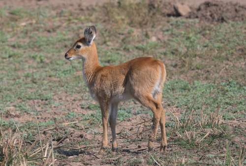 Puku