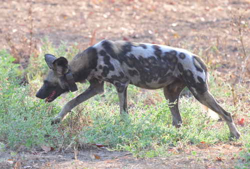 African wild dog