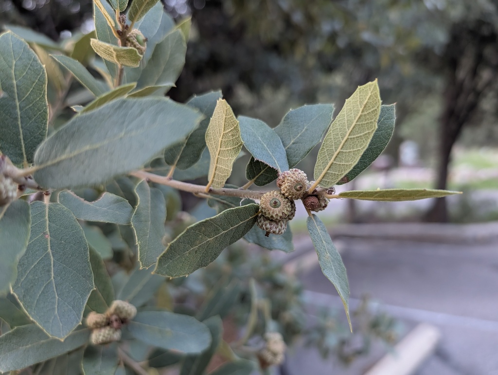 Quercus arizonica; photograph (c) Cheng-Te Hsu, some rights reserved (CC BY)
