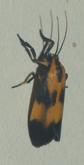 Lycomorphodes flavipars