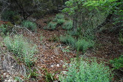 Ditaxis aphoroides