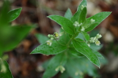 Ditaxis aphoroides