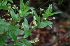 Ditaxis aphoroides