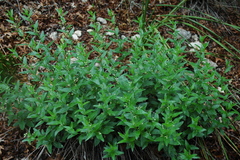 Ditaxis aphoroides