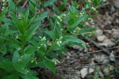 Ditaxis aphoroides