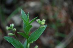 Ditaxis aphoroides