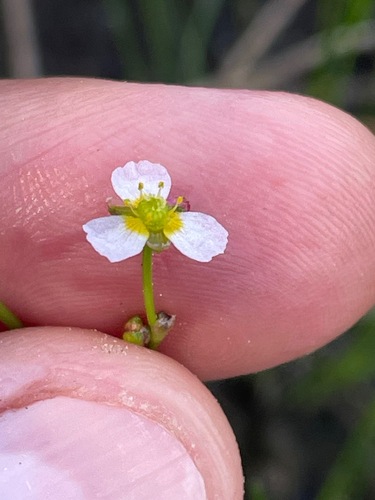 Alisma gramineum, photograph 3