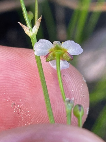 Alisma gramineum, photograph 4