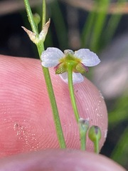 (c) Tom Scavo, some rights reserved (CC BY) Alisma gramineum, photograph (c) Tom Scavo, some rights reserved (CC BY)