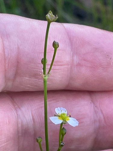 Alisma gramineum, photograph 2