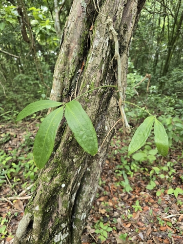 Anthurium pentaphyllum