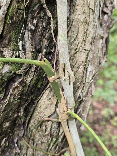 Anthurium pentaphyllum, photograph 2