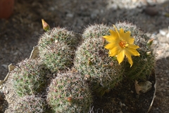 Mammillaria beneckei