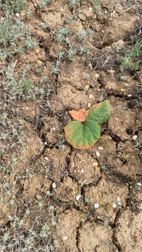 Rheum tataricum, photograph 3