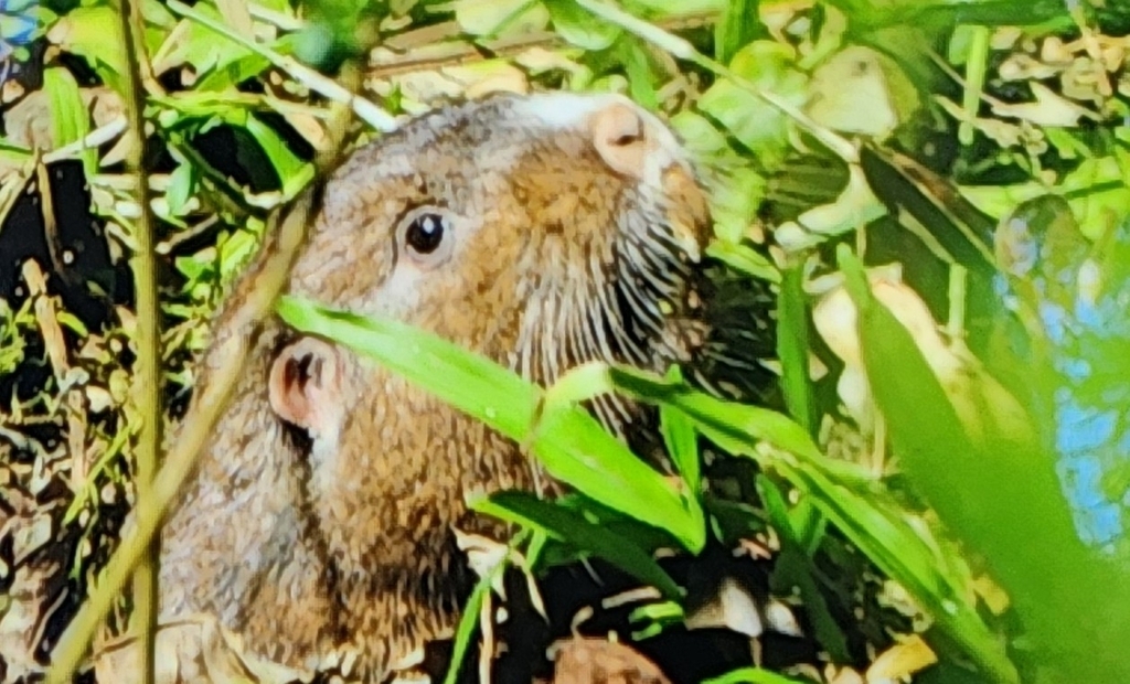 Forest Tuco-tuco