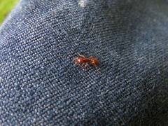 Cheliomyrmex morosus