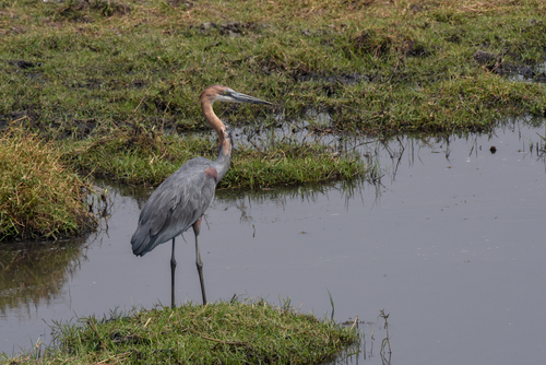 iNaturalist: (c) erikmartin, some rights reserved (CC BY-NC) iNaturalist image