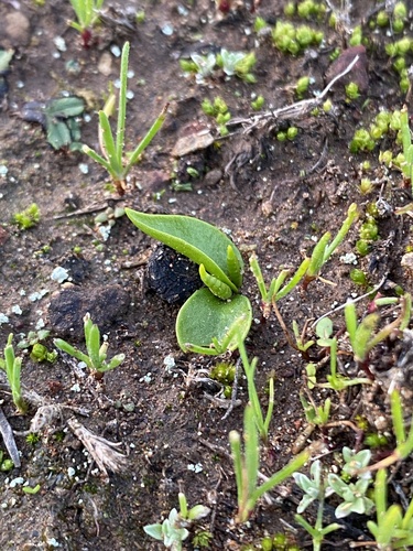 Ophioglossum melipillense (Ophioglossum melipillense)