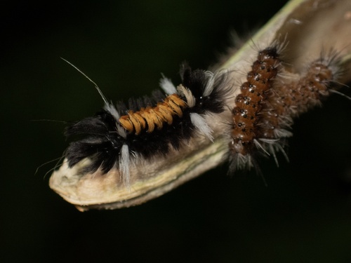 Milkweed Tussock Moth, photo 3 of 9