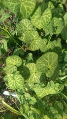 Piperales