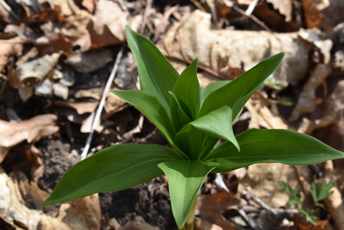 Manchurian turk’s-cap lily