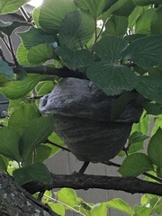 Dolichovespula maculata