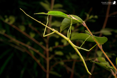 Paraxeropsis