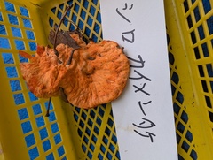 Solon's piptoporus (Piptoporellus soloniensis)