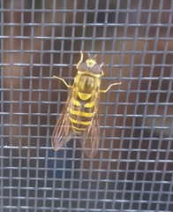 Syrphus knabi