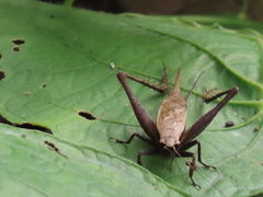 Eneoptera surinamensis