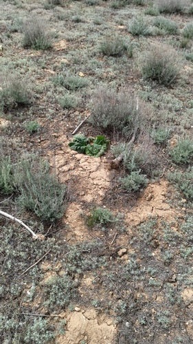 Rheum tataricum, photograph 2