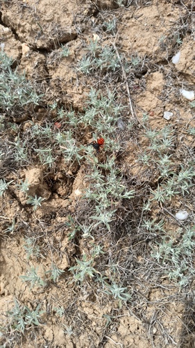 Ceratocarpus arenarius, photograph 6