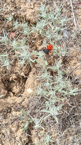 Ceratocarpus arenarius, photograph 3