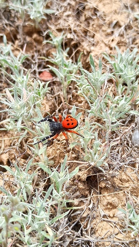 Ceratocarpus arenarius, photograph 4