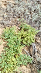 Thalictrum isopyroides