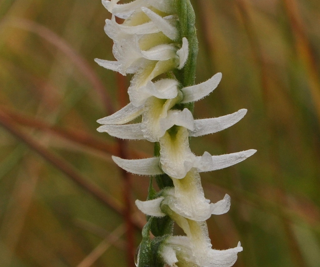 Giantspiral Ladies' Tresses