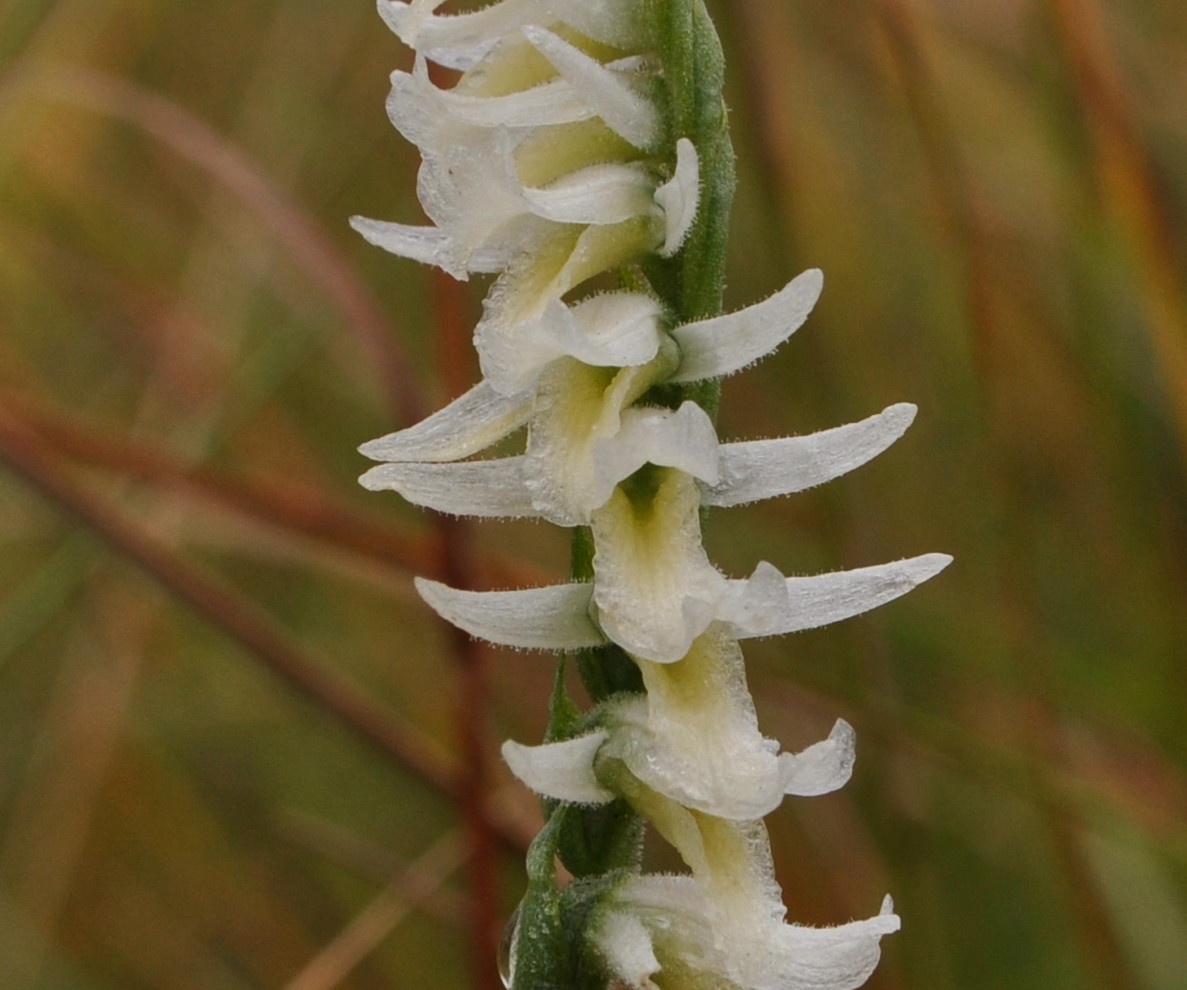 Spiranthes longilabris