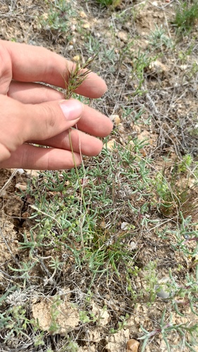 Poa bulbosa, photograph 2