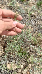 Poa bulbosa, photograph (c) ivansemenkov, some rights reserved (CC BY)