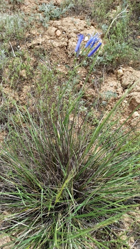 Ixiolirion tataricum, photograph 3