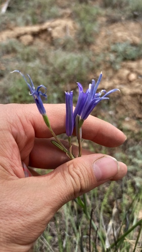 Ixiolirion tataricum, photograph 2