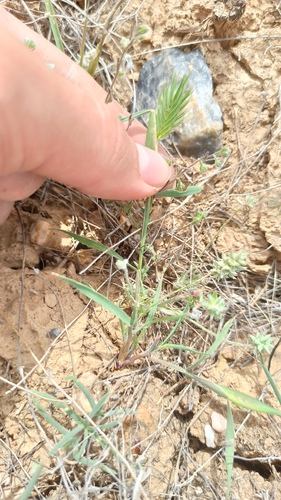 Eremopyrum orientale