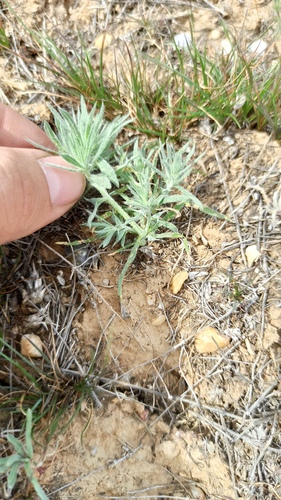 Ceratocarpus arenarius