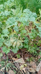 Malva nicaeensis