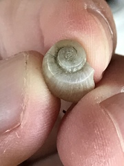 Planorbella scalaris