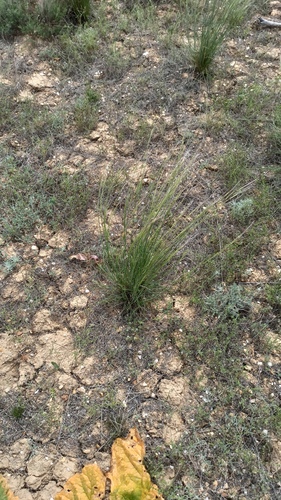 Stipa sareptana, photograph 1