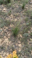 Stipa sareptana