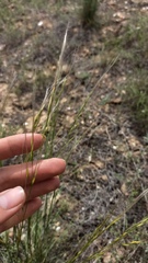 Stipa sareptana, photograph (c) ivansemenkov, some rights reserved (CC BY)